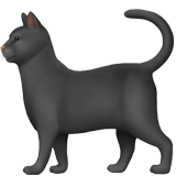 Черная кошка